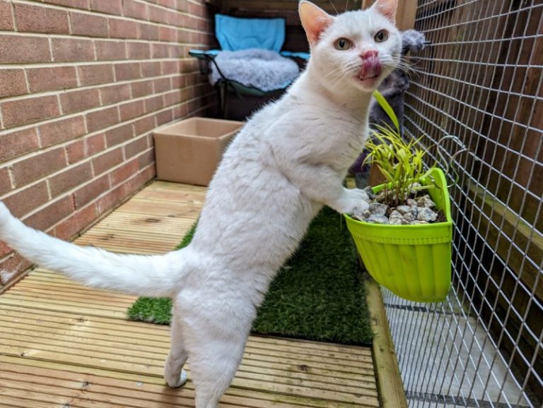 The Cat Grass Conundrum: Clutch’s Fetish For Foliage