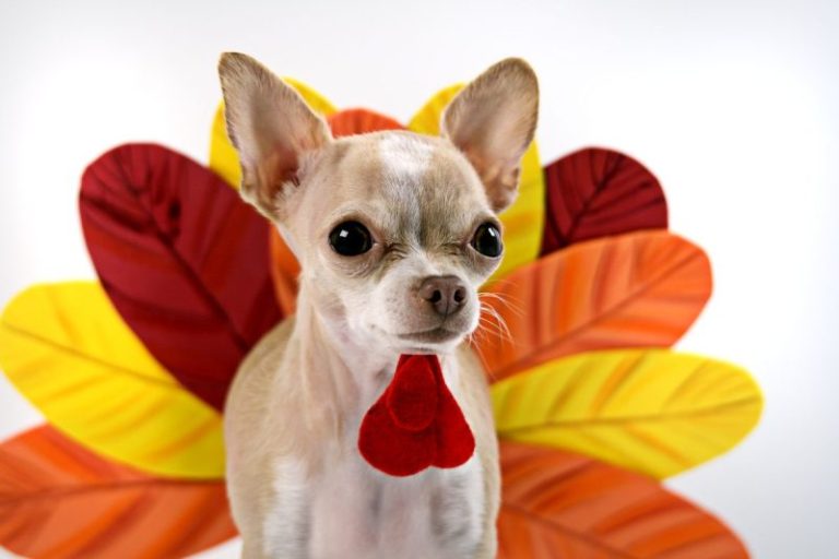 How to Host Thanksgiving With a Territorial Dog